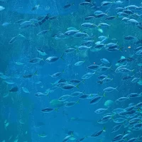School of fish with light blue water background