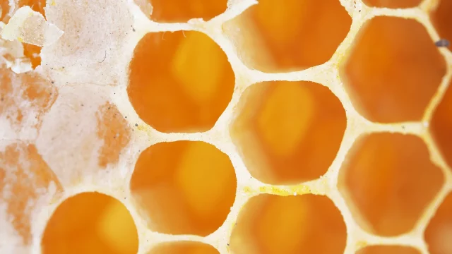 A honey bee comb